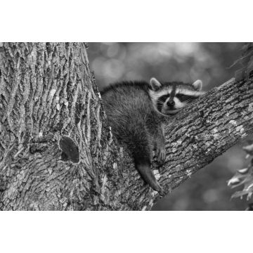 Lais Puzzle - Baby-Waschbär schlafend im Ast eines alten Baumes früh am Morgen in Oak Mountain, New Brunswick, Kanada in schwarz weiß - 2.000 Teile