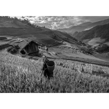 Lais Puzzle - schöne Reisterrassen, in Mu cang chai, Yenbai, Vietnam in schwarz weiß - 1.000 Teile