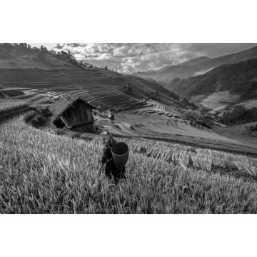 Lais Puzzle - schöne Reisterrassen, in Mu cang chai, Yenbai, Vietnam in schwarz weiß - 2.000 Teile