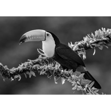 Lais Puzzle - Kielschnabeltukan (Ramphastos sulfuratus), Nahaufnahme auf einem moosbewachsenen Ast in den Regenwäldern, Boca Tapada, Laguna de Lagarto Lodge, Costa Rica in schwarz weiß - 1.000 Teile