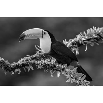 Lais Puzzle - Kielschnabeltukan (Ramphastos sulfuratus), Nahaufnahme auf einem moosbewachsenen Ast in den Regenwäldern, Boca Tapada, Laguna de Lagarto Lodge, Costa Rica in schwarz weiß - 2.000 Teile