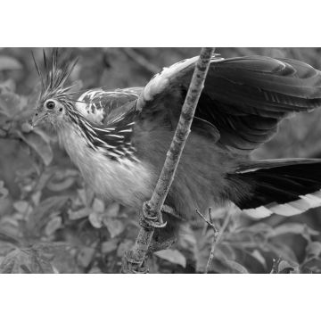 Lais Puzzle - Hoatzin (Opisthocomus hoazin) im Naturschutzgebiet Cuyabeno (Amazonien, Ecuador) in schwarz weiß - 1.000 Teile