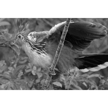 Lais Puzzle - Hoatzin (Opisthocomus hoazin) im Naturschutzgebiet Cuyabeno (Amazonien, Ecuador) in schwarz weiß - 2.000 Teile