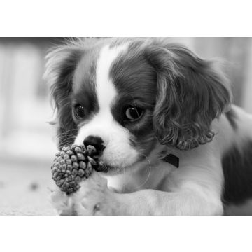 Lais Puzzle - Cavalier King Charles Spaniel in schwarz weiß - 500, 1.000 & 2.000 Teile