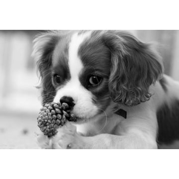 Lais Puzzle - Cavalier King Charles Spaniel in schwarz weiß - 2.000 Teile