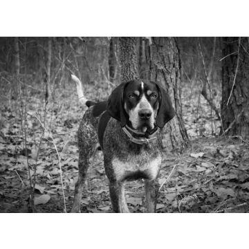 Lais Puzzle - Bluetick Coonhound in schwarz weiß - 500, 1.000 & 2.000 Teile