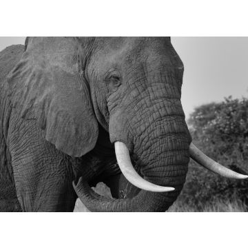 Lais Puzzle - Elefantenbulle im QE-Nationalpark, Uganda in schwarz weiß - 500, 1.000 & 2.000 Teile