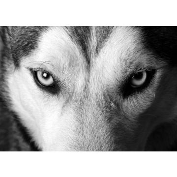 Lais Puzzle - Eskimohund in schwarz weiß - 500, 1.000 & 2.000 Teile