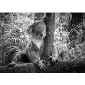 Lais Puzzle - Koala in schwarz weiß - 500, 1.000 & 2.000 Teile