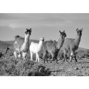 Lais Puzzle - Eine Gruppe Großer Rhea / Nandu (Rhea americana) weidet auf dem Altiplano, im Eduardo Avaroa National Reserve, Uyuni, Bolivien in schwarz weiß - 500, 1.000 & 2.000 Teile