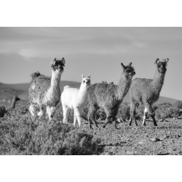 Lais Puzzle - Eine Gruppe Großer Rhea / Nandu (Rhea americana) weidet auf dem Altiplano, im Eduardo Avaroa National Reserve, Uyuni, Bolivien in schwarz weiß - 1.000 Teile