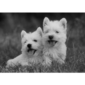 Lais Puzzle - West Highland White Terrier in schwarz weiß - 500, 1.000 & 2.000 Teile