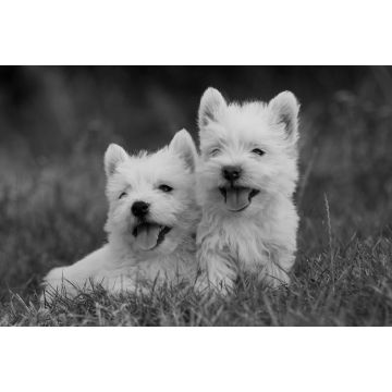 Lais Puzzle - West Highland White Terrier in schwarz weiß - 2.000 Teile