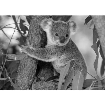 Lais Puzzle - Koala Joey umarmt einen Baumast in schwarz weiß - 500, 1.000 & 2.000 Teile