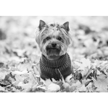 Lais Puzzle - Yorkshire Terrier im Pullover, England in schwarz weiß - 500, 1.000 & 2.000 Teile