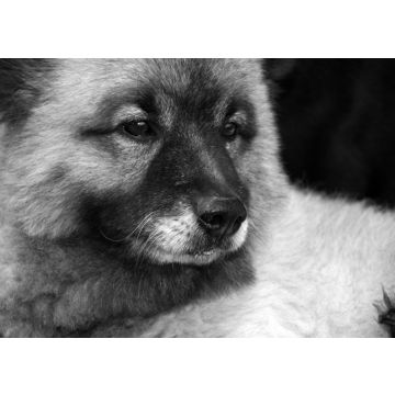 Lais Puzzle - Wolfsspitz in schwarz weiß - 500, 1.000 & 2.000 Teile