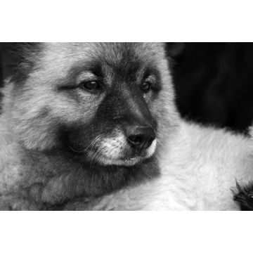Lais Puzzle - Wolfsspitz in schwarz weiß - 2.000 Teile