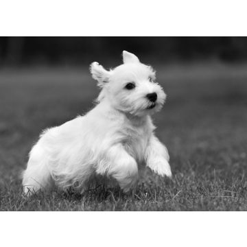 Lais Puzzle - Sealyham Terrier in schwarz weiß - 500, 1.000 & 2.000 Teile
