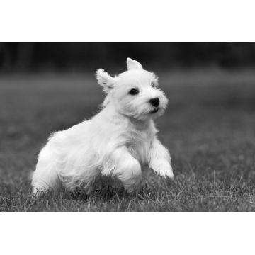 Lais Puzzle - Sealyham Terrier in schwarz weiß - 2.000 Teile