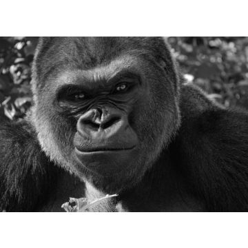 Lais Puzzle - Gorilla in schwarz weiß - 500, 1.000 & 2.000 Teile
