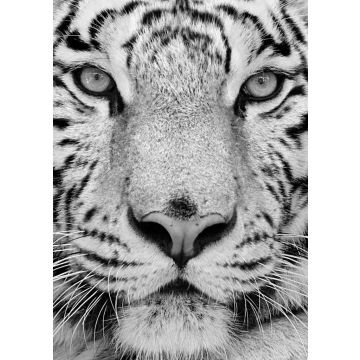Lais Puzzle - Weißer Tiger in schwarz weiß - 500, 1.000 & 2.000 Teile