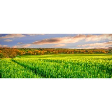 Lais Puzzle - Bath of Light: ein ruhiges Weizenfeld nimmt sein letztes Bad im Sonnenlicht, bevor es in die kalte Nacht geht, in Newgrange, County Meath, Irland, Panorama - 2.000 Teile