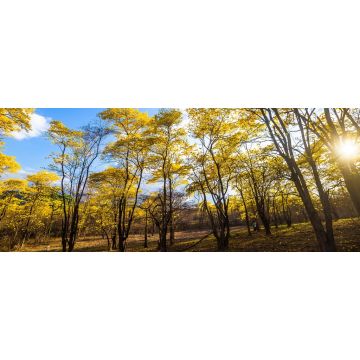 Lais Puzzle - Bäume von Guayacán Ecuador, Panorama - 2.000 Teile