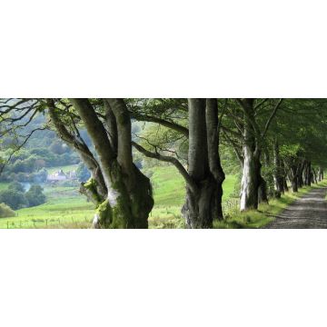 Lais Puzzle - Schmale Landstraße und Buchenreihe bei Barr, South Ayrshire, Schottland, Panorama - 2.000 Teile
