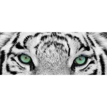 Lais Puzzle - Weißer Tiger, Panorama - 2.000 Teile
