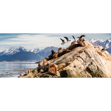 Lais Puzzle - Seelöwen und Albatrosse auf der Insel im Beagle-Kanal bei Ushuaia. Argentinien, Panorama - 2.000 Teile