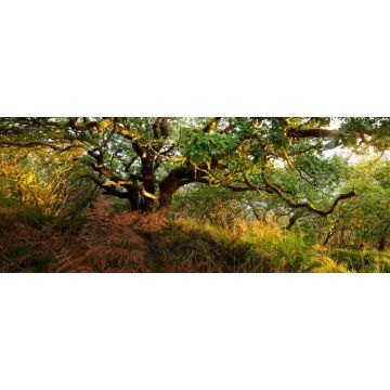 Lais Puzzle - Atemberaubende Ansicht des schottischen Regenwaldes. Mächtige Bäume, Moos, Pflanzen, Farn Nahaufnahme. Crinan Canal, Argyll und Bute, Schottland, Großbritannien. Dunkle stimmungsvolle Landschaft. Reiseziele, Tourismus, Natur, Panorama - 2...