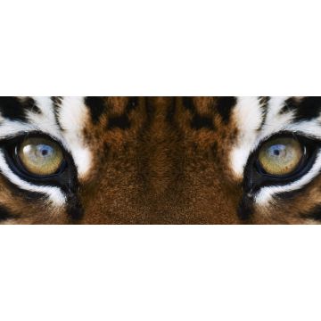 Lais Puzzle - Tiger, Panorama - 2.000 Teile