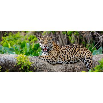 Lais Puzzle - Prächtiger Jaguar, der sich auf einem Baumstamm am Flussufer ausruht, Blick in die Kamera, Pantanal Wetlands, Mato Grosso, Brasilien, Panorama - 2.000 Teile