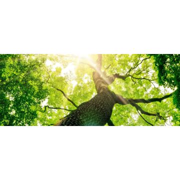 Lais Puzzle - Baum von unten, Panorama - 2.000 Teile