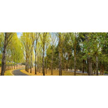 Lais Puzzle - Englische Bäume und Boden mit Herbstlaub bedeckt, Yarra Valley, Tarrawarra, Melbourne, Australien, Panorama - 2.000 Teile