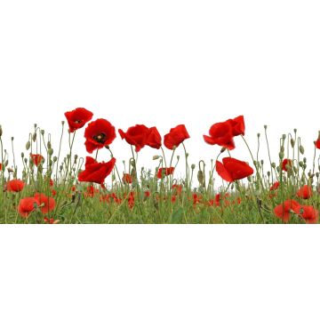 Lais Puzzle - Mohnblumen, Panorama - 2.000 Teile