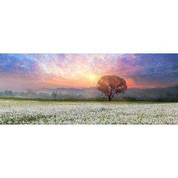 Lais Puzzle - Narzissen bei Sonnenaufgang. Eine lebende Legende der Unterkarpaten ist ein erstaunliches Phänomen - Narzissenblüten, Ukraine, Panorama - 2.000 Teile