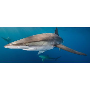 Lais Puzzle - Unterwasseransicht des Seidenhais (carcharhinus falciformis) San Benedicto, Revillagigedo, Colima, Mexiko, Panorama - 2.000 Teile