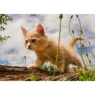 Lais Puzzle - Niedliches Maine Coon Kätzchen zum ersten Mal draußen - 1.000 Teile