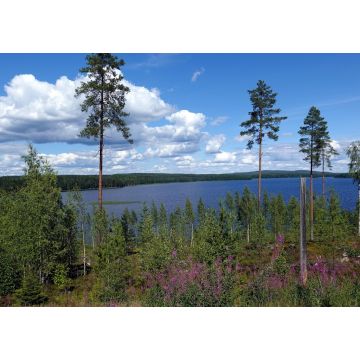Lais Puzzle - Blick auf den Päijänne-See in Jamsä, Finnland - 1.000 Teile