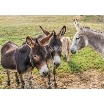 Lais Puzzle - Eselfamilie auf der Weide - 1.000 Teile