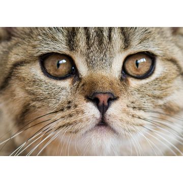 Lais Puzzle - Britisch Kurzhaar Tabby Portrait - 1.000 Teile