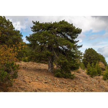 Lais Puzzle - Natur Der Olymp, höchster Berg der Insel Zypern. Troodos-Gebirge - 1.000 Teile