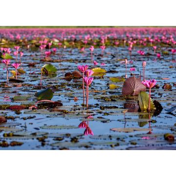 Lais Puzzle - Wunderschöne Landschaft mit rosafarbenen Lotusblumen im Feuchtgebiet Thale noi in Phatthalung, Thailand - 1.000 Teile