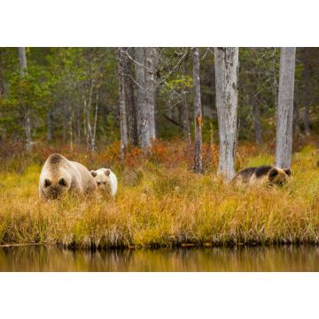 Lais Puzzle - Braunbär in Kuusamo, Lappland, Finnland - 1.000 Teile
