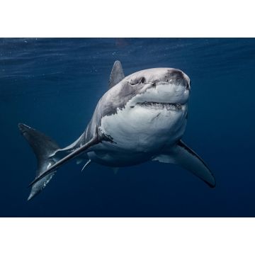 Lais Puzzle - Mexiko, Guadalupe Island, Weißer Hai (Carcharodon carcharias) im Meer - 1.000 Teile