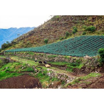 Lais Puzzle - Mann geht mit Yaks, die eine Last auf einem Bauernhof ziehen, Staat Trujillo, Venezuela - 1.000 Teile