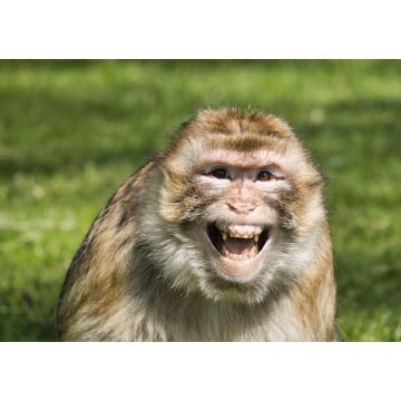 Lais Puzzle - Affe / Affe / Porträt Berberaffe - 1.000 Teile