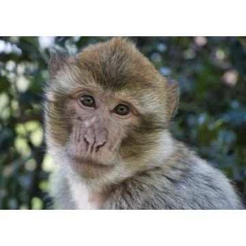 Lais Puzzle - Affe / Affe / Porträt Berberaffe - 1.000 Teile