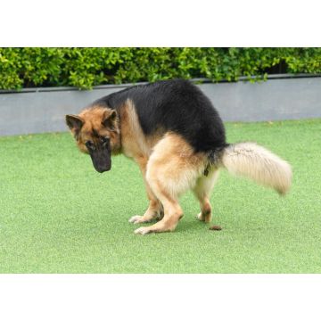 Lais Puzzle - Deutscher Schäferhund kackt in den Hinterhof - 1.000 Teile
